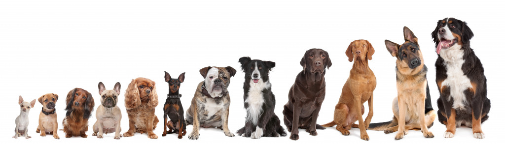 different breeds of dog being lined up from the smallest to the tallest