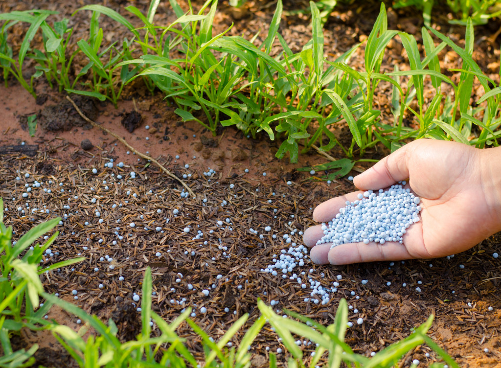 hand giving chemical fertilizer to young plant