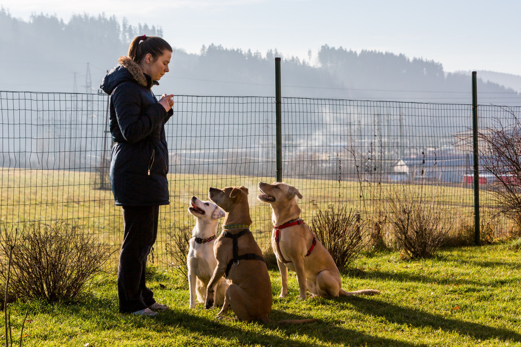 a woman training dogs