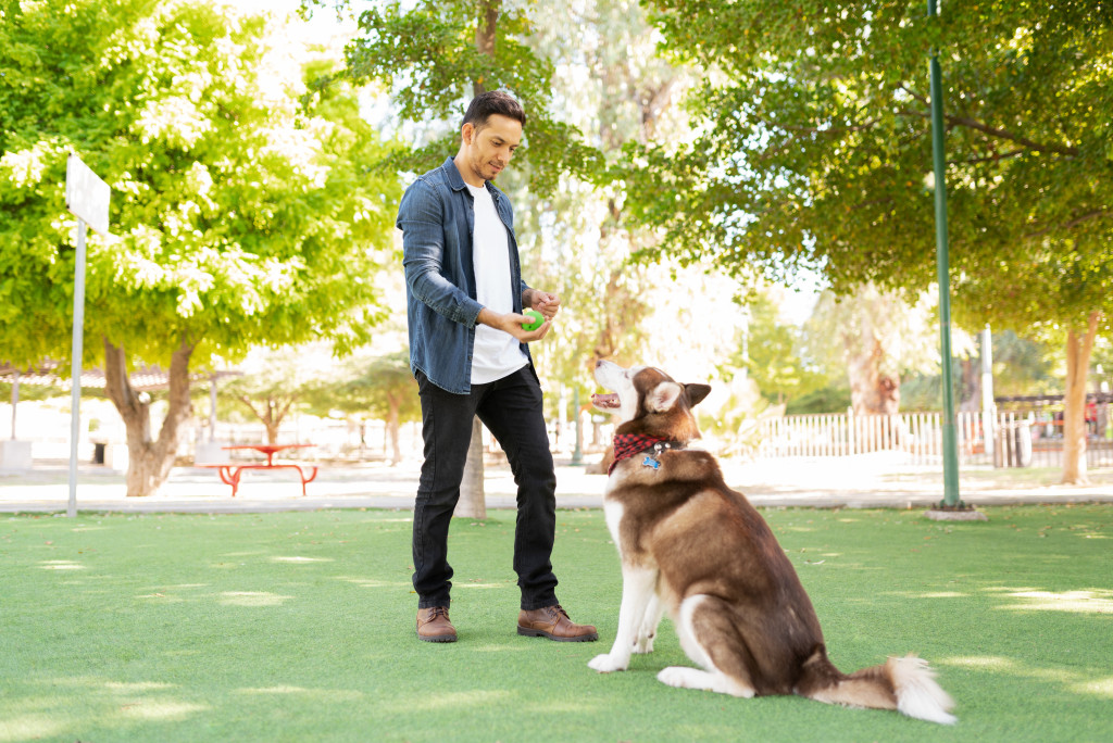 park training for dog