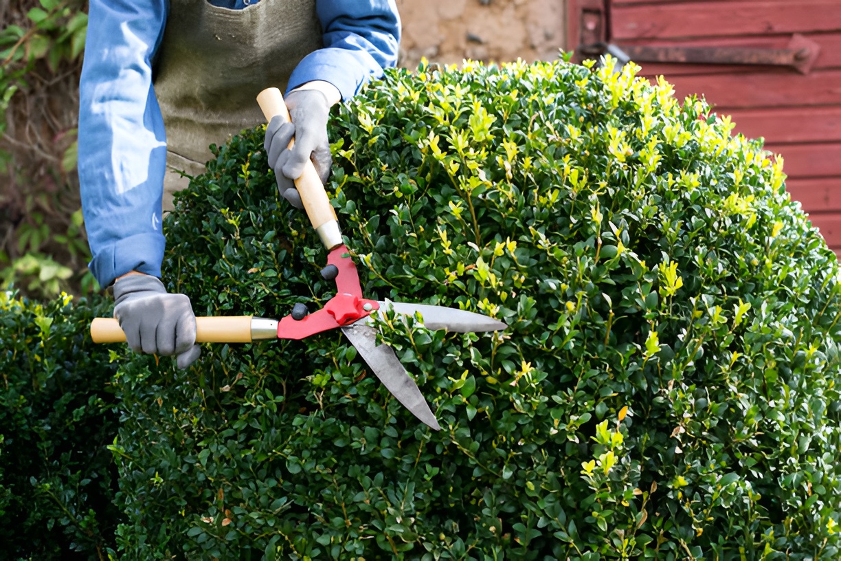 close-up of a person trimming boxwood bushes